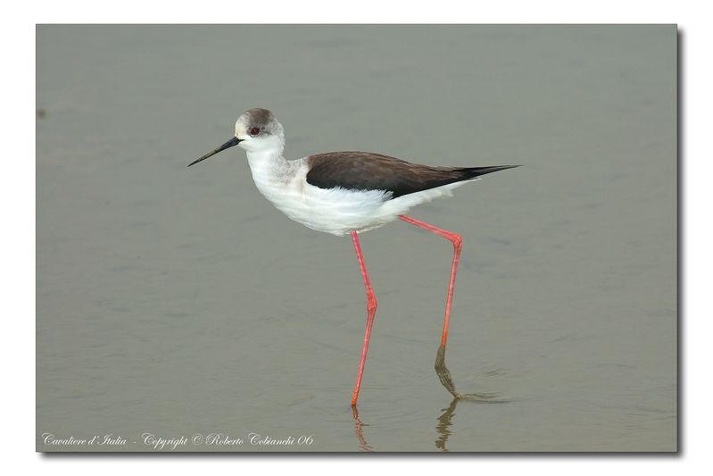 Cavaliere d'' Italia - Himantopus himantopus